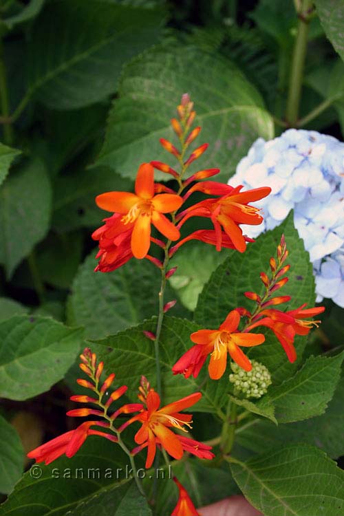 Prachtige Crocosmia (Montbretia) bij Boaventura op Madeira