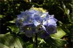 Hortensia bij de Levada do Norte bij Levada das Rabaças op Madeira