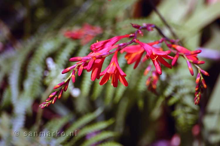 Crocosmia gezien in het Folhadal bij Levada do Norte op Madeira