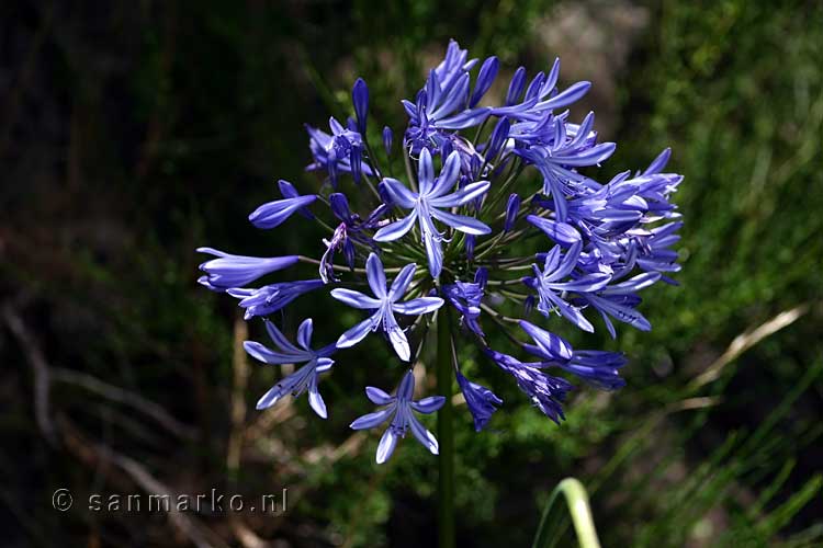 Afrikaanse lelie (Agapanthus) langs het wandelpad van Levada do Notre in het Folhadal