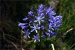 Afrikaanse lelie (Agapanthus) langs het wandelpad van Levada do Notre in het Folhadal