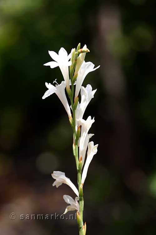 Witte bloemen tijdens de wandeling bij Levada do Norte op Madeira