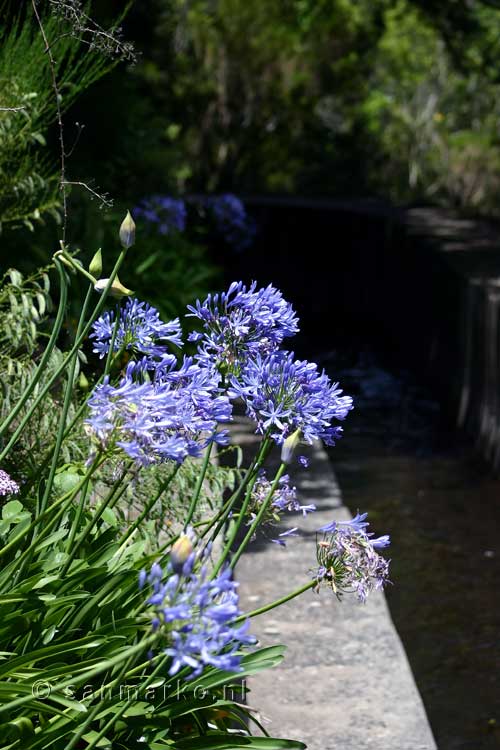 Afrikaanse lelie (Agapanthus) langs de Levada do Notre in het Folhadal op Madeira