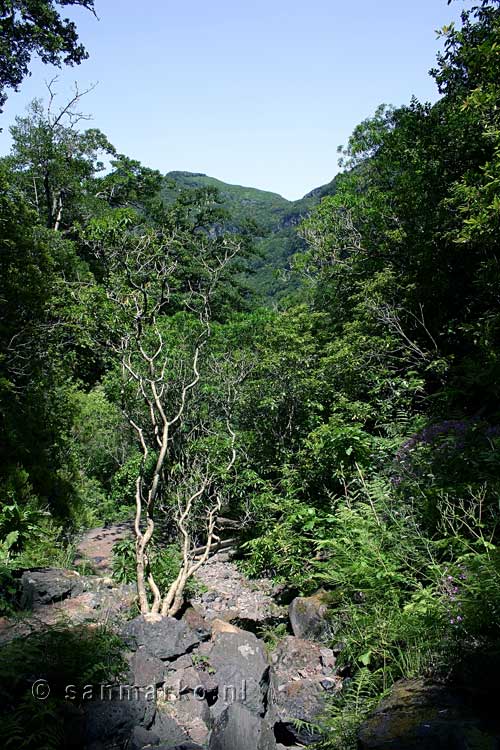 Wandelen langs Levada das Rabaças in Folhadal op Madeira