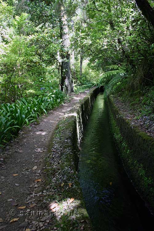 De groene natuur langs Levada do Norte in het Folhadal op Madeira