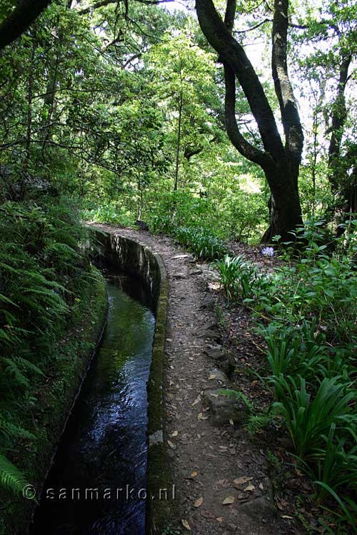 Wandelend langs de groene Levada do Norte in het Folhadal op Madeira