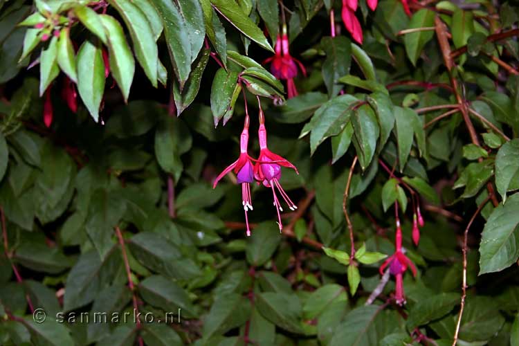 Fuchsias langs het wandelpad Levada das Rabaças op Madeira