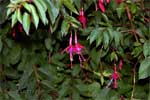 Fuchsias langs het wandelpad Levada das Rabaças op Madeira