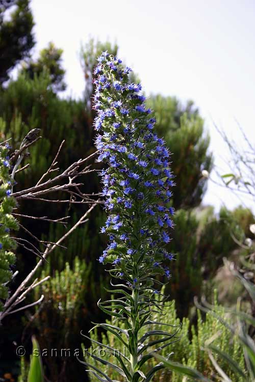 Trots van Madeira (Echium candicans) langs het wandelpad Levada das Rabaças op Madeira