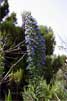 Trots van Madeira (Echium candicans) langs het wandelpad Levada das Rabaças op Madeira