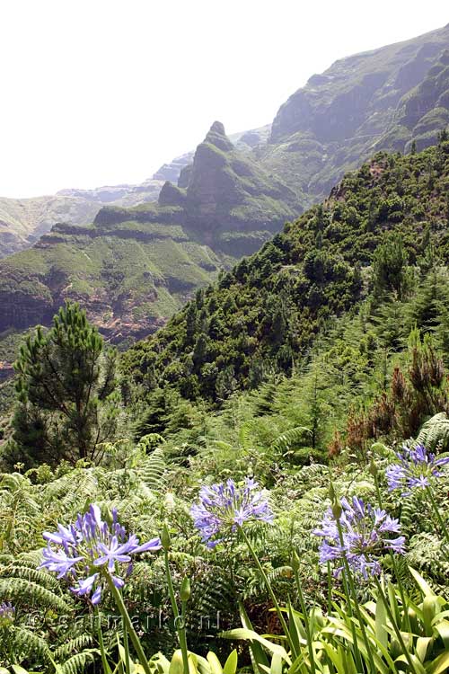 Uitzicht vanaf de Levada das Rabaças op de natuur van Madeira