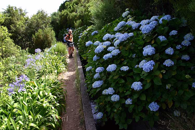 Hortensias tijdens de wandeling langs de Levada das Rabaças op Madeira