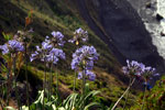 Agapanthus (Afrikaanse lelie) zul je veel zien tijdens het wandelen op Madeira