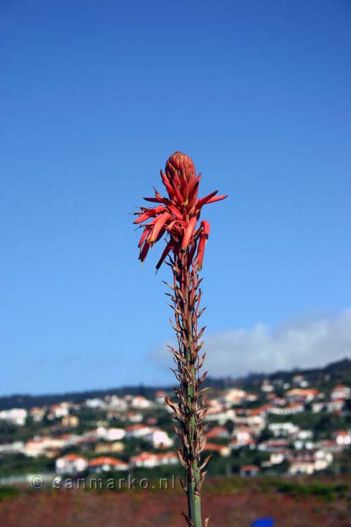 Een bloeiende Aloë op het vliegveld van Funchal op Madeira