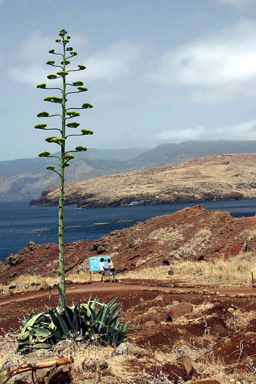 Een bloeiende agave langs het wandelpad Ponta de São Lourenço op Madeira