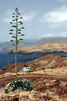 Een bloeiende agave langs het wandelpad Ponta de São Lourenço op Madeira