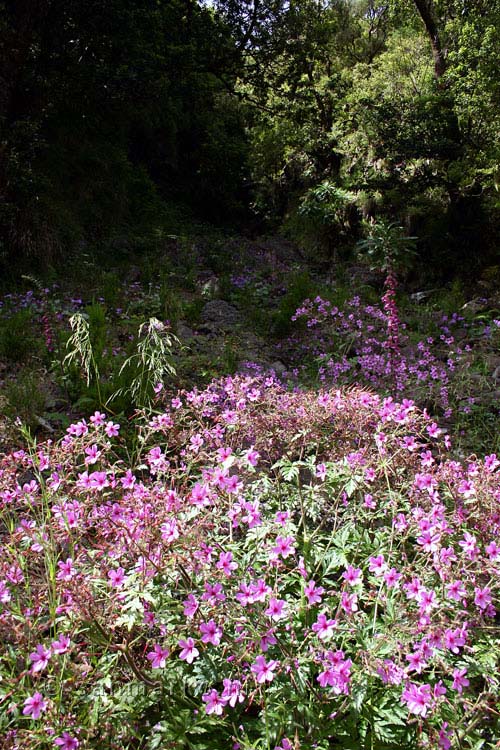 Een zee van roze bloemen langs het wandelpad bij Rabaçal op Madeira