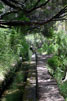 Heide groeit over de Levada das 25 fontes van Rabaçal op Madeira