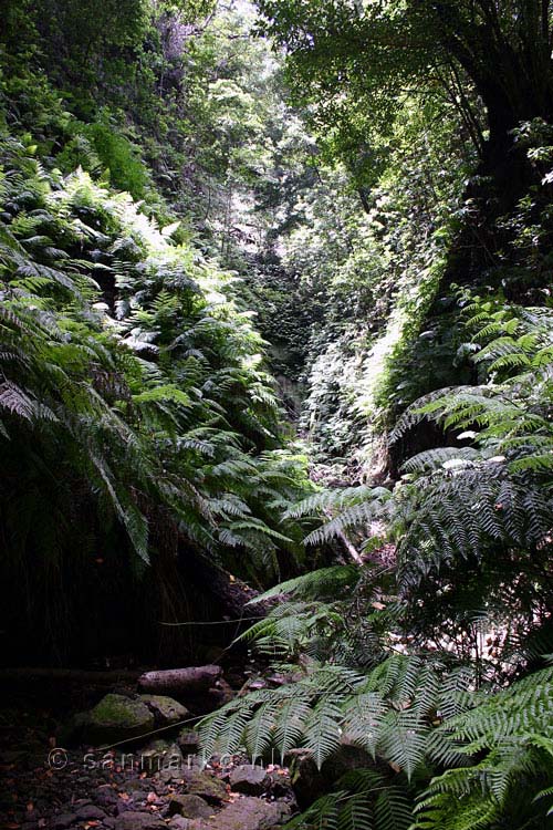 Veel varens langs het wandelpad bij Ribeira da Janela op Madeira