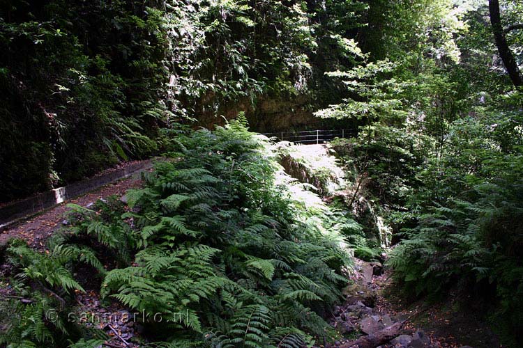 De levada bij Ribeira da Janela op Madeira is schitterend groen