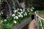 Agapanthussen (Afrikaanse lelie) langs de levada bij Ribeira da Janela