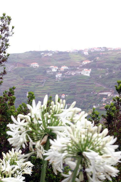 Witte agapanthus (Afrikaanse lelie) langs het wandelpad bij Ribeira da Janela op Madeira
