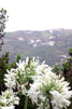 Witte agapanthus (Afrikaanse lelie) langs het wandelpad bij Ribeira da Janela op Madeira