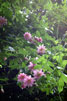 Vanaf het wandelpad bij Ribeira da Janela zien we passiebloem (Passiflora) op Madeira