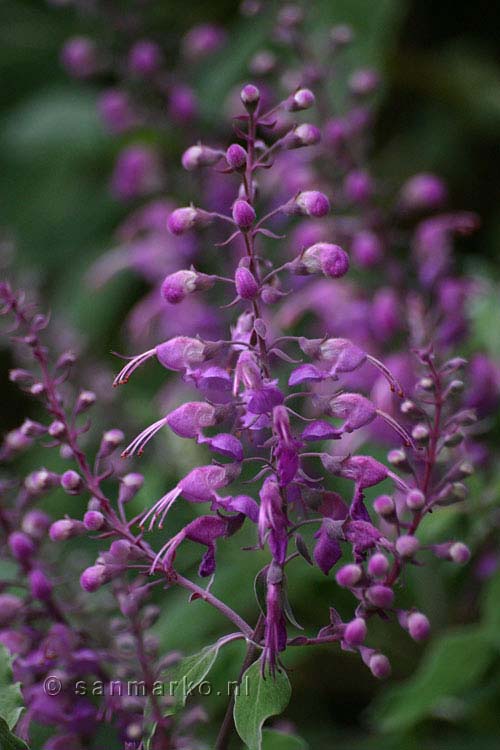 Een schitterende orchidee wandelend Ribeira da Janela op Madeira