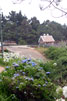 Blauwe hortensia's (Hydrangea) bij de parkeerplaats van Ribeira da Janela