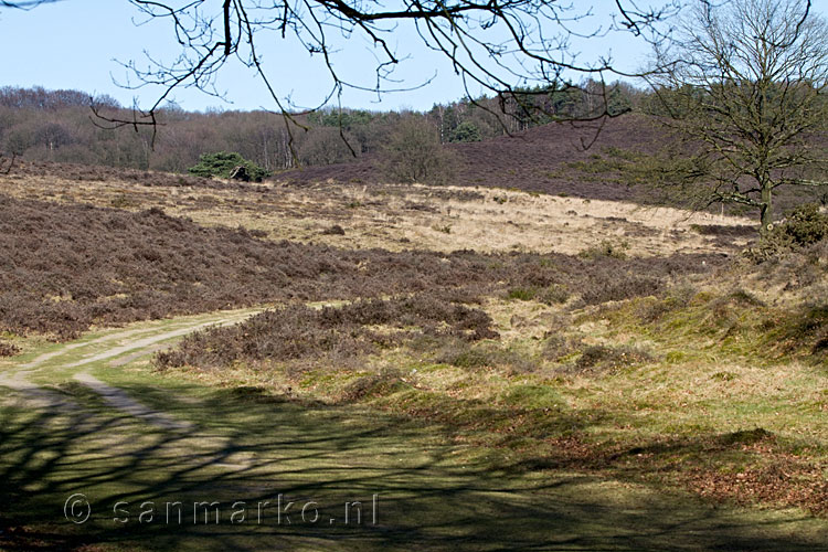 De Rhedense Heide tijdens de wandeling door de Veluwezoom