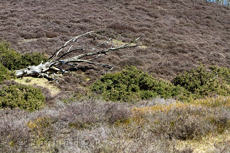 In het vroege voorjaar op de Rhedense Heide bij de Posbank