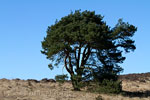 Een grote den tussen de heide bij de Posbank