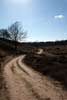 Het wandelpad over de Rhedense Heide in het Nationaal Park Veluwezoom bij Rheden