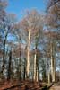 Wandelen door het bos tijdens onze wandeling bij de Posbank