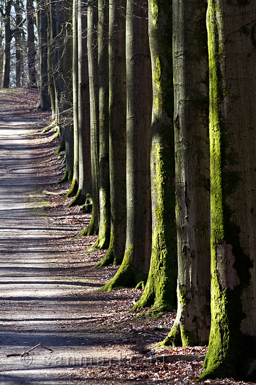 Wandelen tussen een laan van bomen in Nationaal Park Veluwezoom