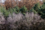 De kleuren van de natuur op de Posbank bij Rhenen