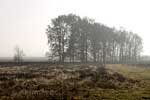 Mist tijdens de wandeling over het Nationale Park Dwingelderveld
