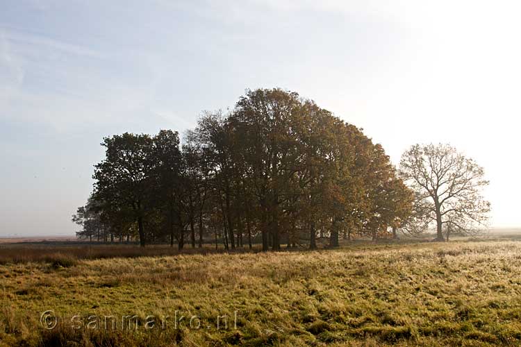 Een mooi uitzicht over de bomen op het Dwingelderveld bij Dwingeloo