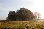 Een mooi uitzicht over de bomen op het Dwingelderveld bij Dwingeloo