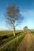 Een mooie boom langs het wandelpad in het Dwingelderveld