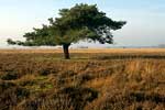 Nog een mooi uitzicht over het Nationaale Park Dwingelderveld