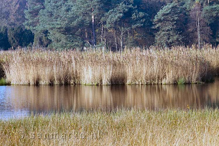 Graspollen in het ven op het Dwingelderveld in Drenthe