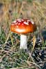 Een vliegenzwam (Amanita muscaria) in het Nationale Park Dwingelderveld