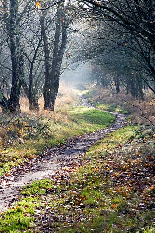 Een van de leuke bospaden in het Dwingelderveld bij Dwingeloo in Drenthe