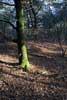 Wandelen door het bos in het Nationale Park Dwingelderveld in Drenthe