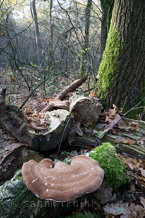 Een tonderzwam op een dode boom tijdens onze wandeling door het Dwingelderveld