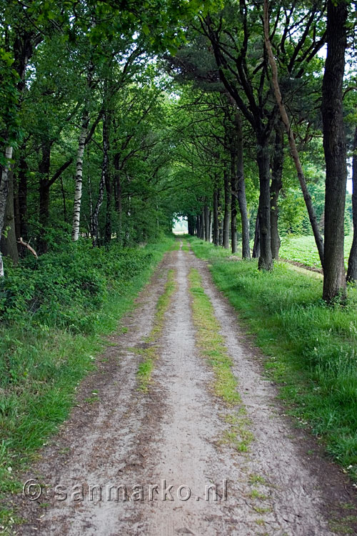 Wandelen door een laan met bomen in Kampina