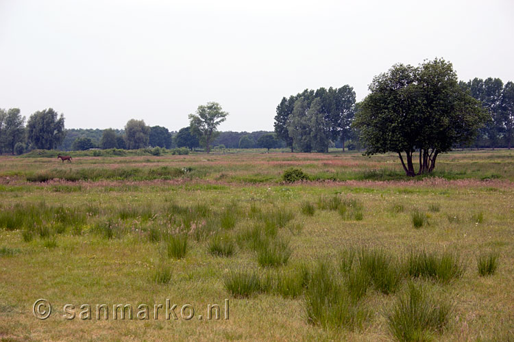 De velden van Kampina bij Boxtel