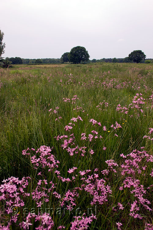 Steenanjers in de velden van Kampina